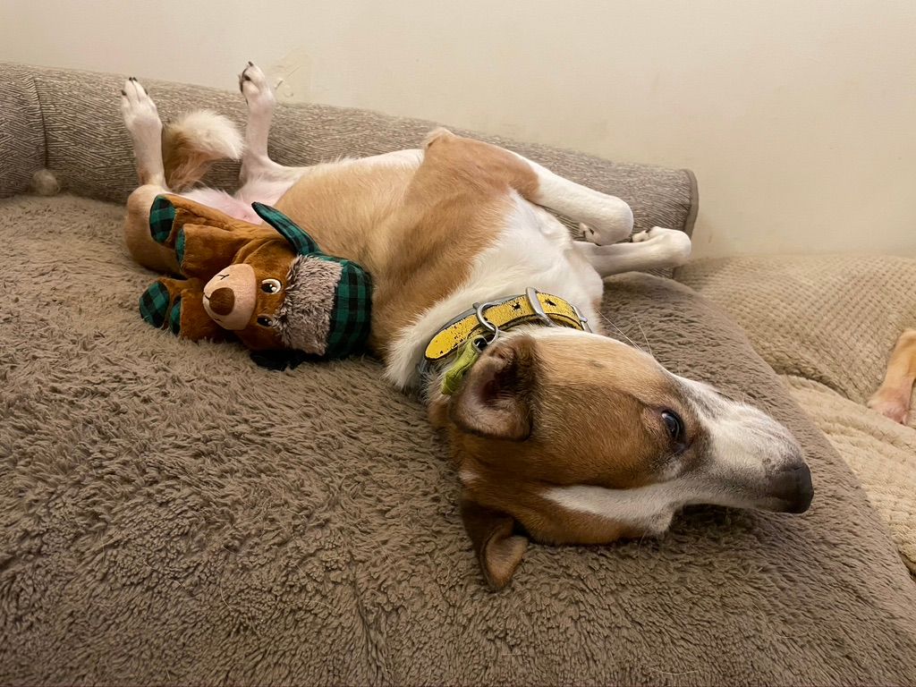 Tan terrier mix laying on her back. She's wearing a yellow collar, and there's a small plush bear next to her.