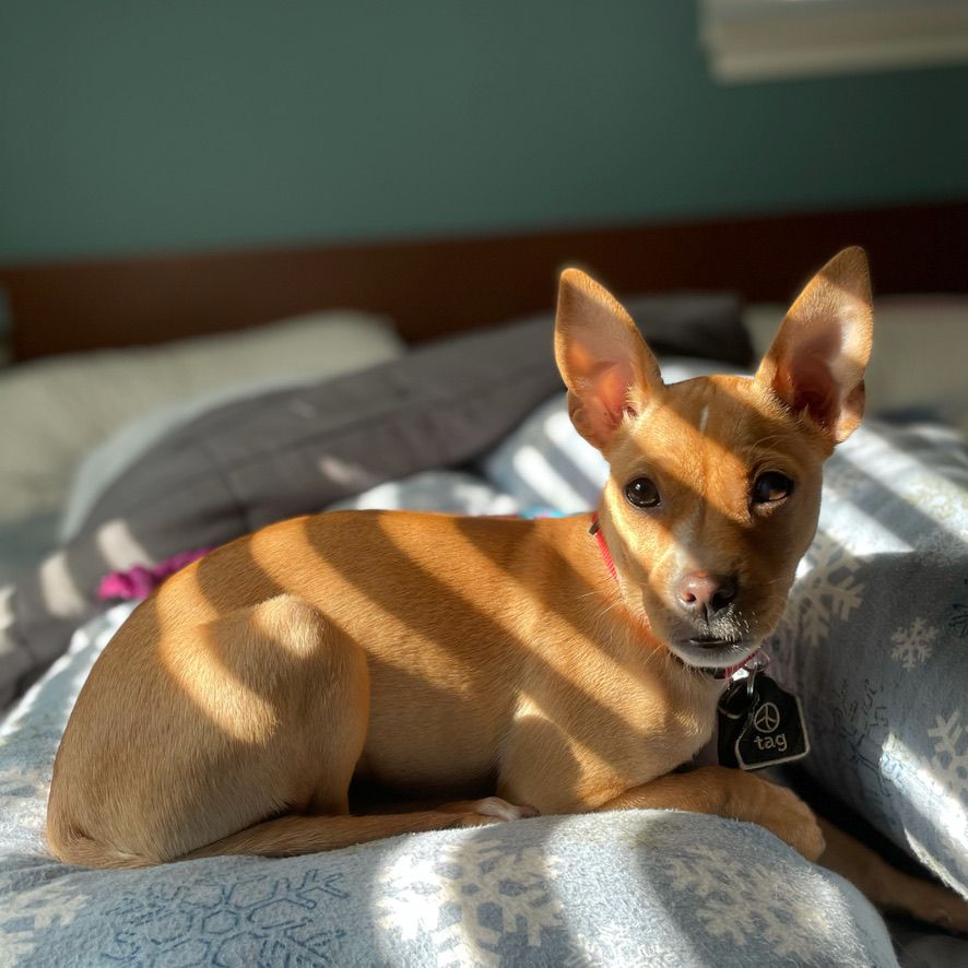 Tan chihuahua/terrier mix puppy sunbathing on a pillow. The sun is filtered through blinds, so it’s making a striped pattern on her. Her ears are large and sticking straight up. 