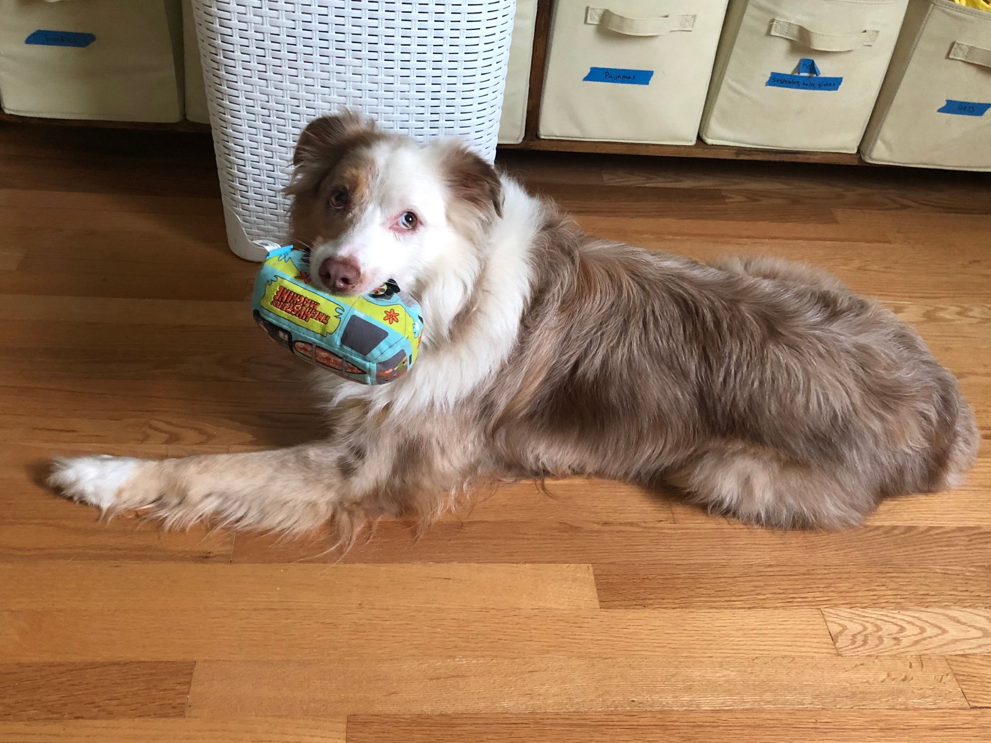 Red merle Australian Shepherd laying down on a wooden floor. He's holding a plush bus, modeled after the Mystery Machine from Scooby Doo.