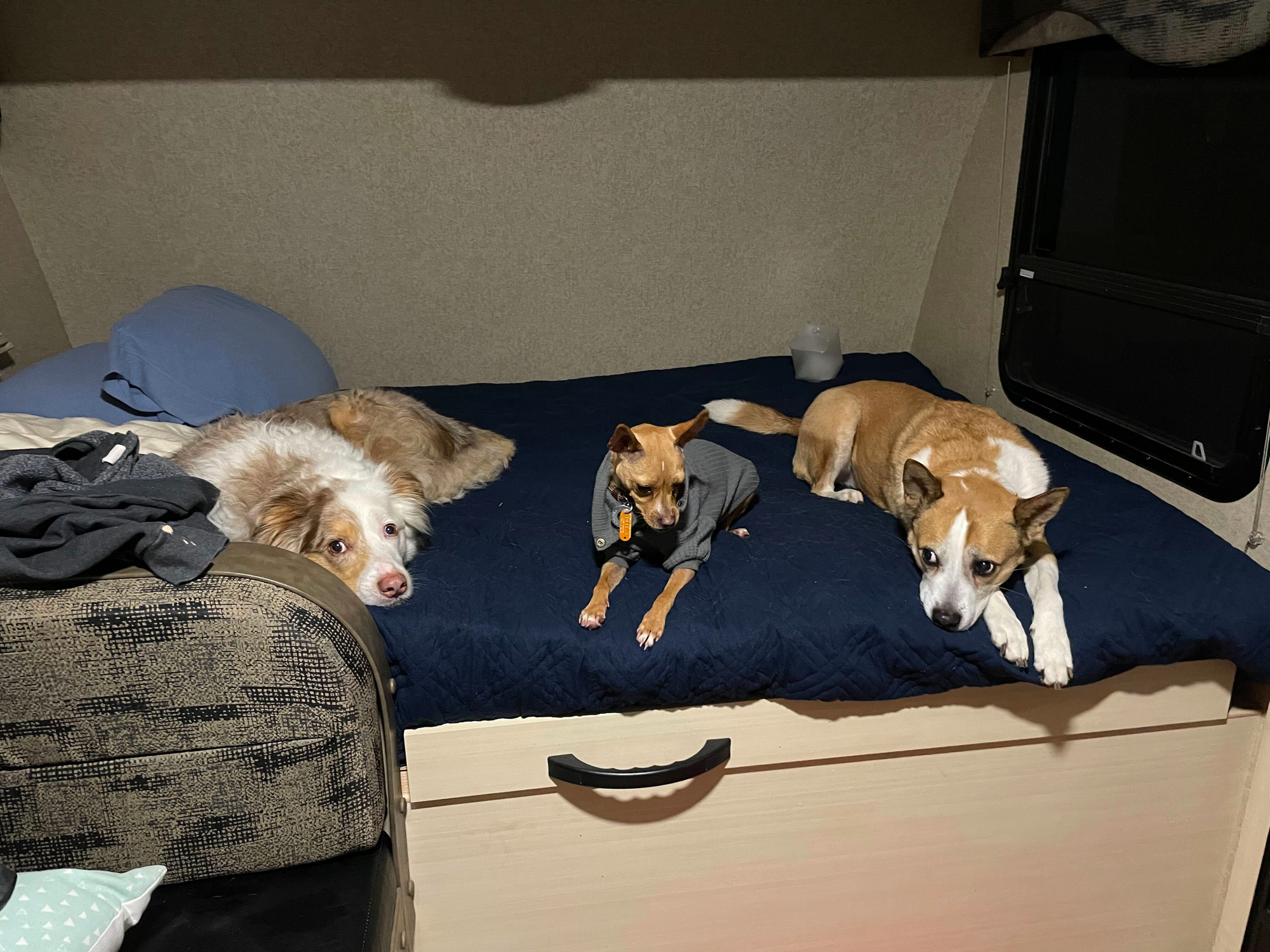 Three dogs laying on a bed, taking up the whole thing.