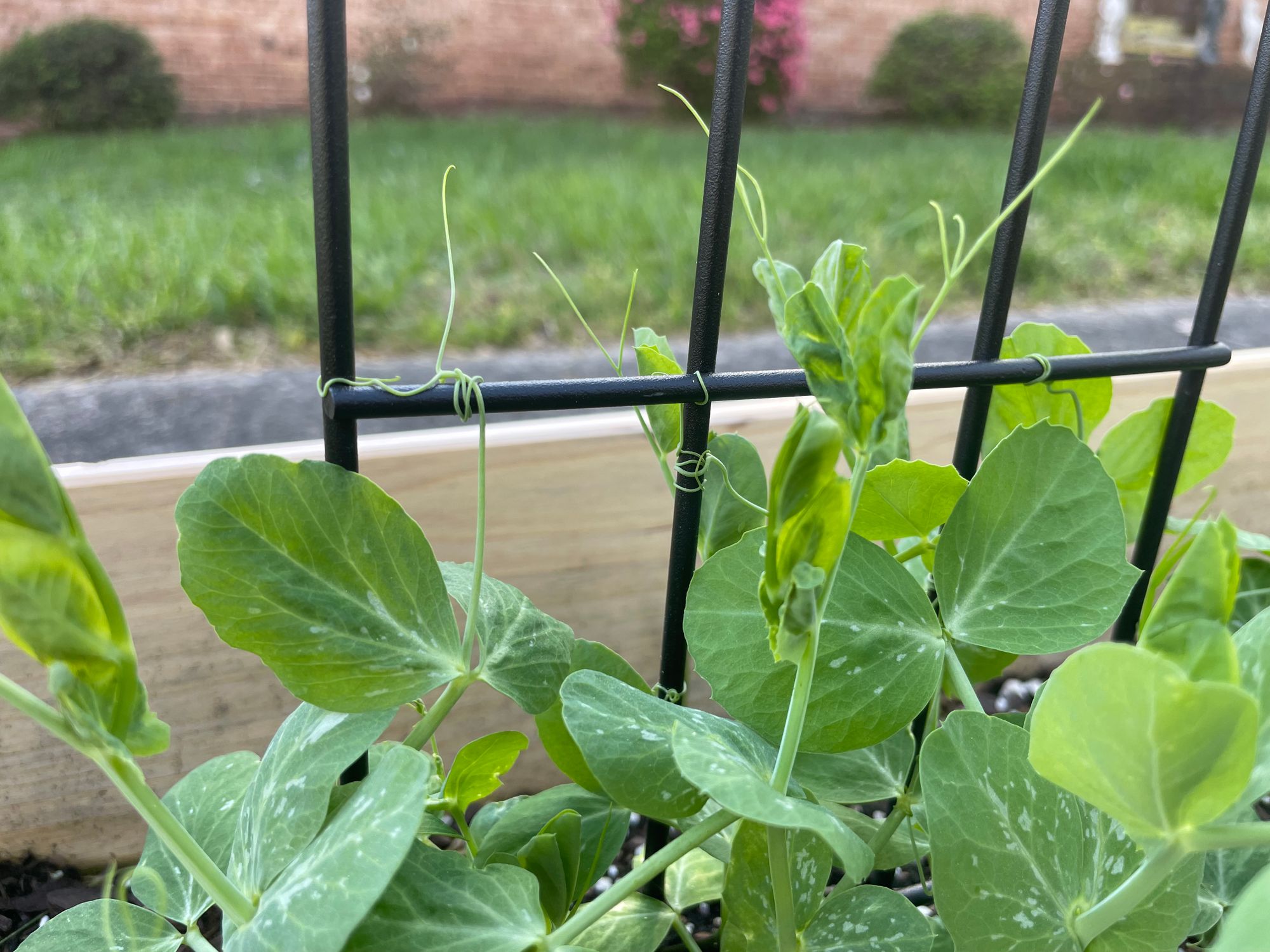 Closeup of pea plant winding around trellis.