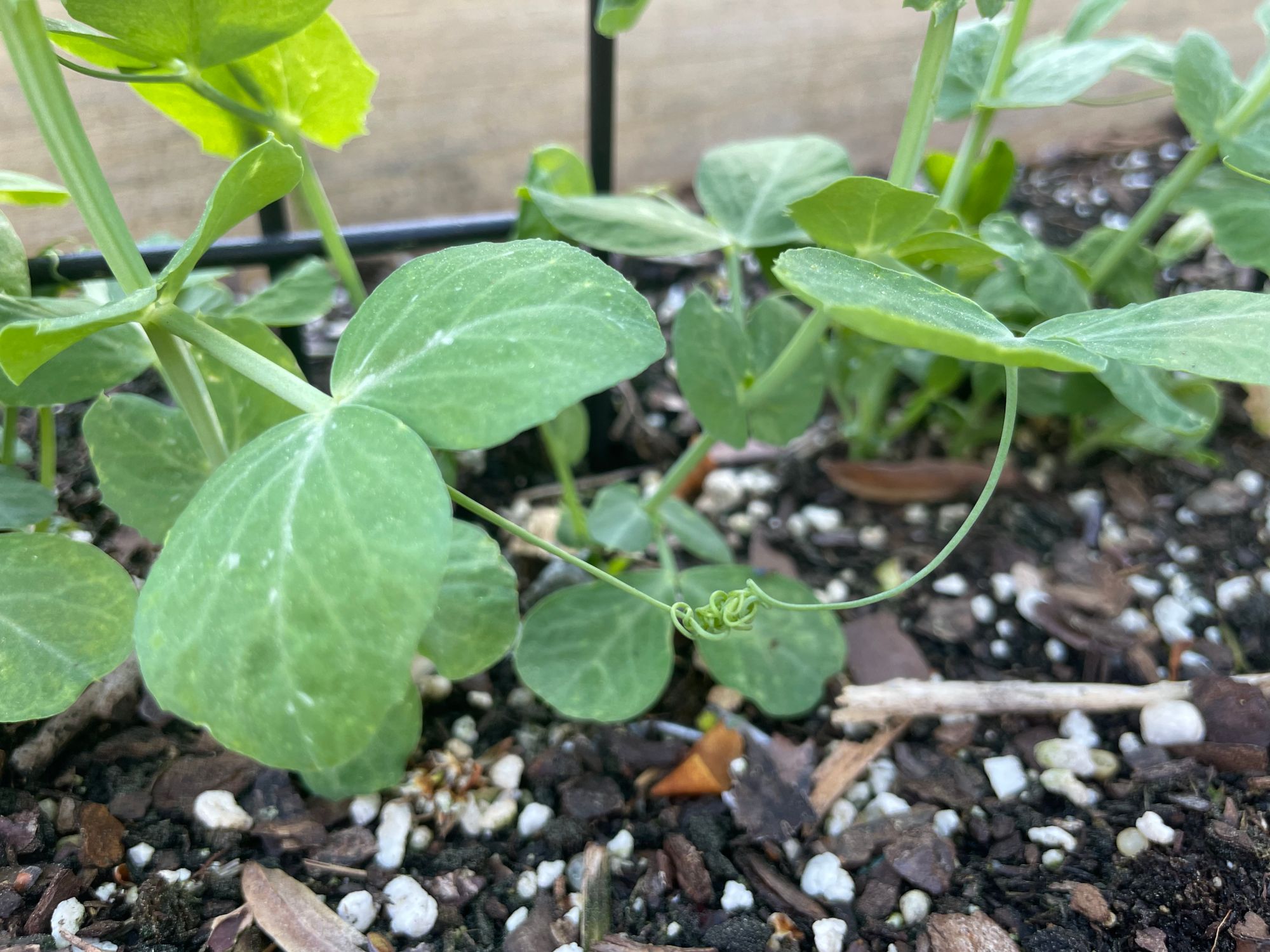 Two pea plants with their vines intertwined.