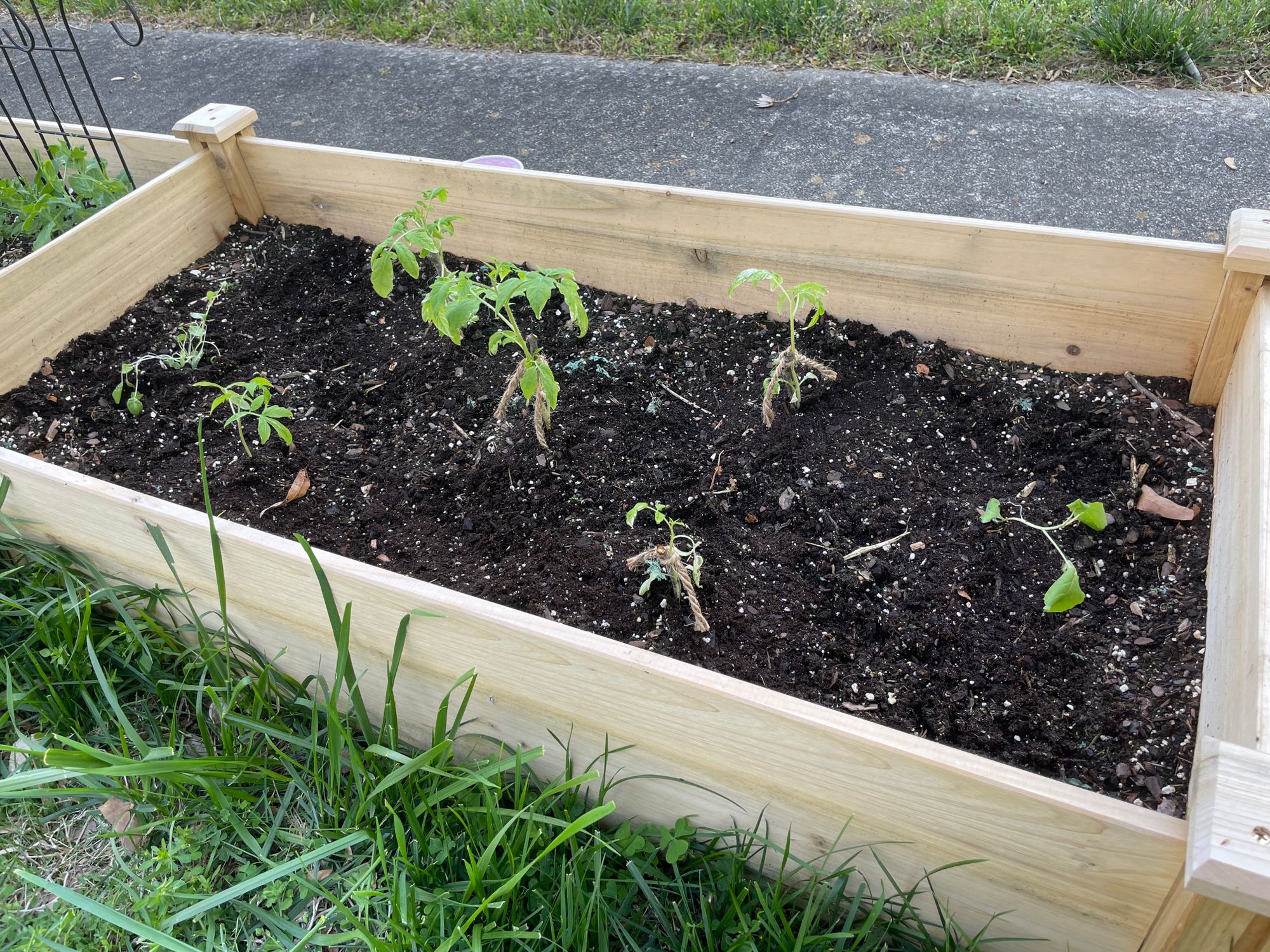 Two broccoli plants on either end of a raised garden bed with five tomato plants arranged in the middle.