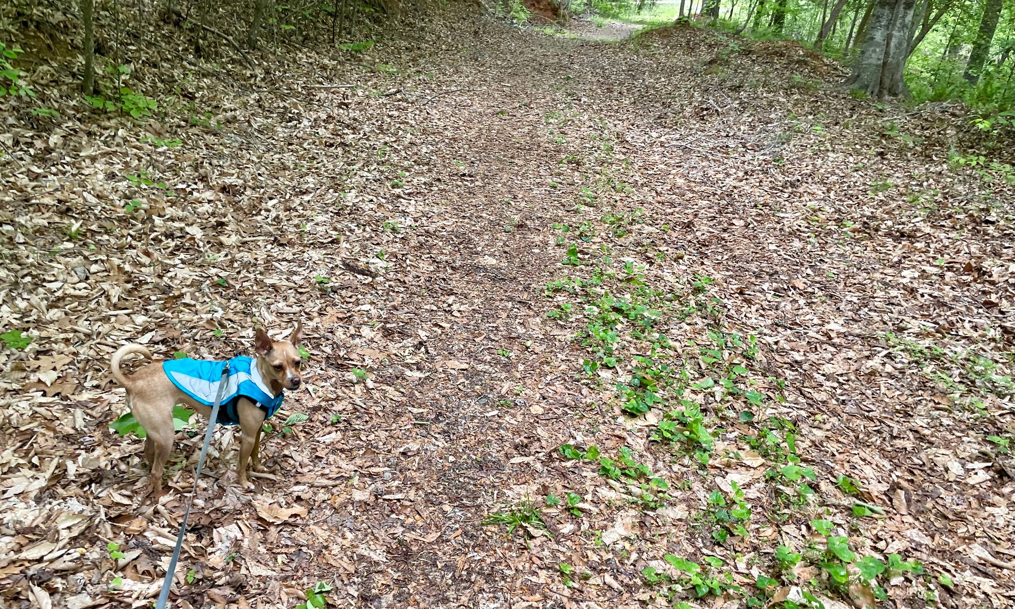 Jean stands on the wooded hiking trail (mostly leaves for ground cover) in her blue rain jacket.