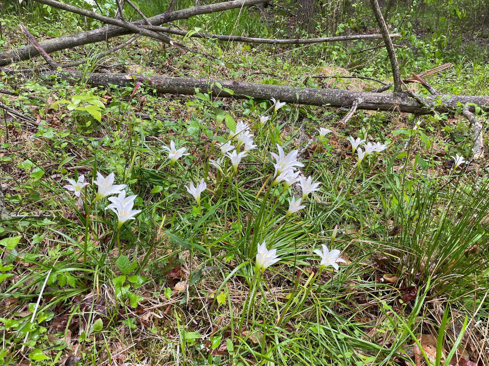 White flowers against a background of green grass and a small downed tree.