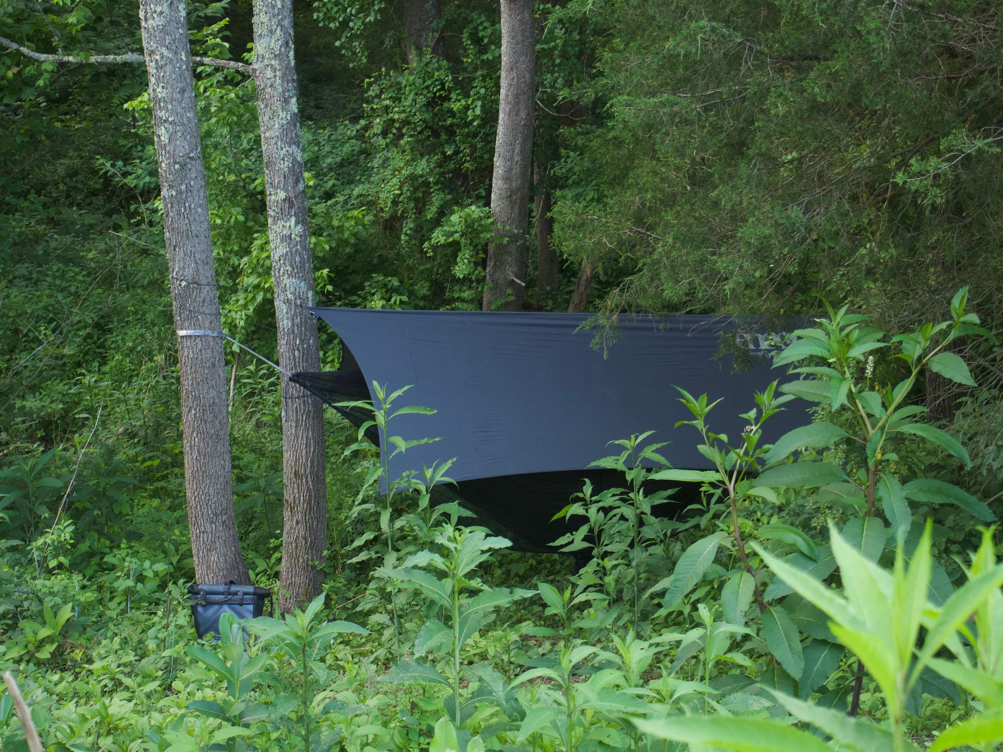 Rainfly over a hammock. There's lots of greenery in the foreground and background.