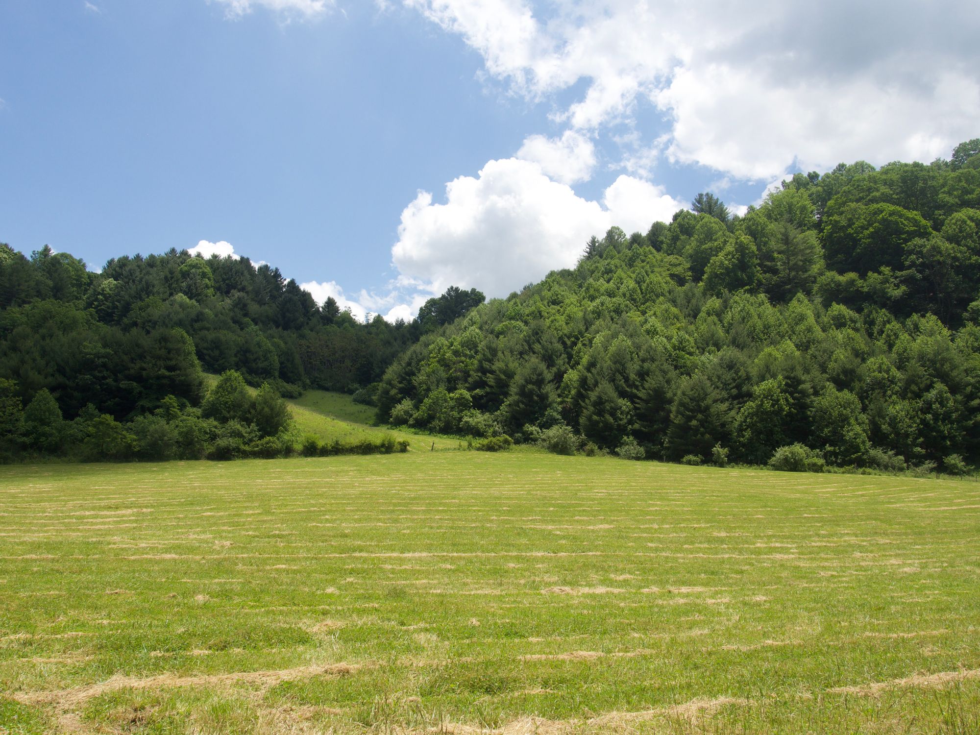 Grassy green field with hills covered in pine trees in the background.