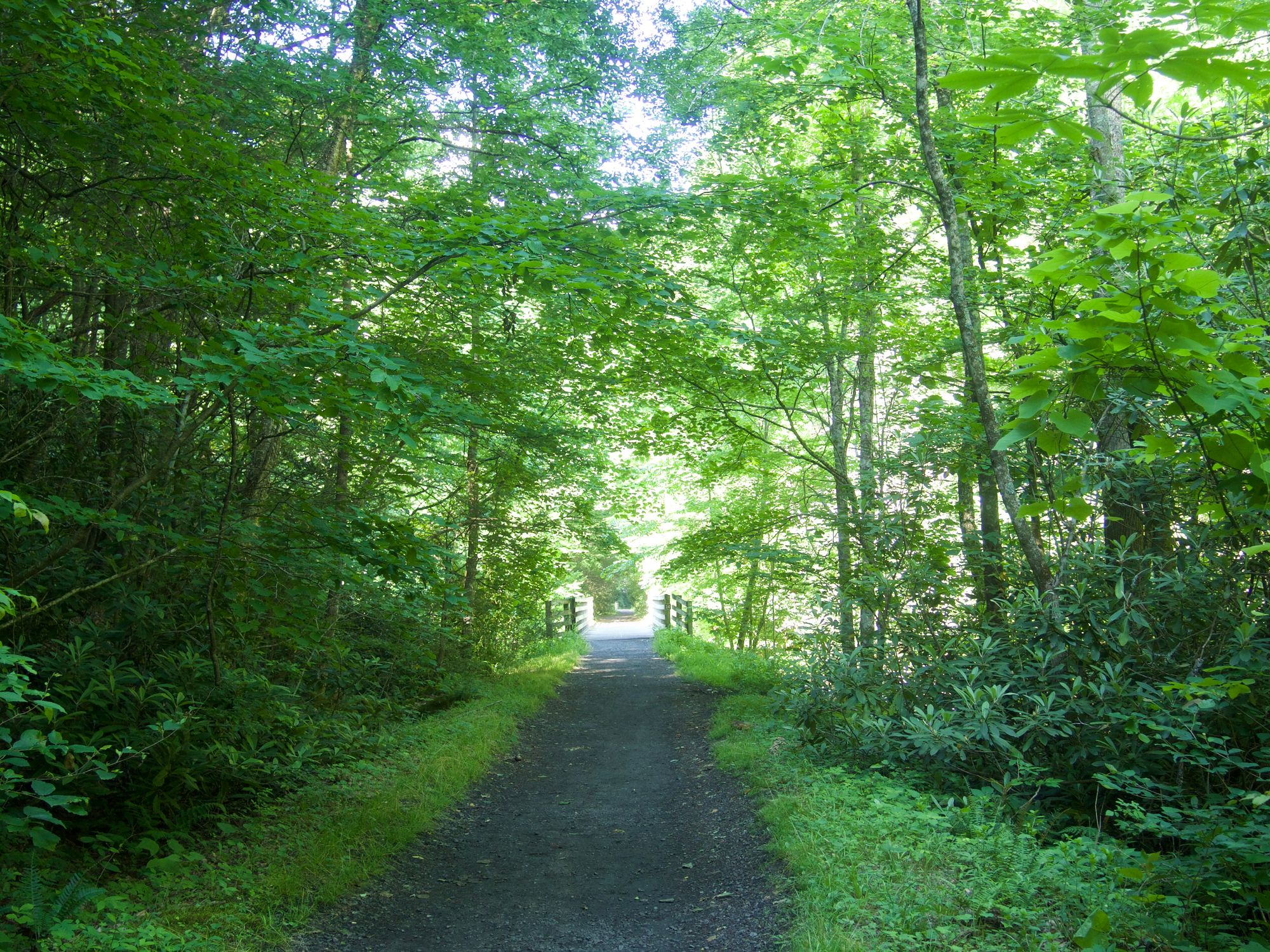 Trail with a bridge up ahead. Everything is so green!