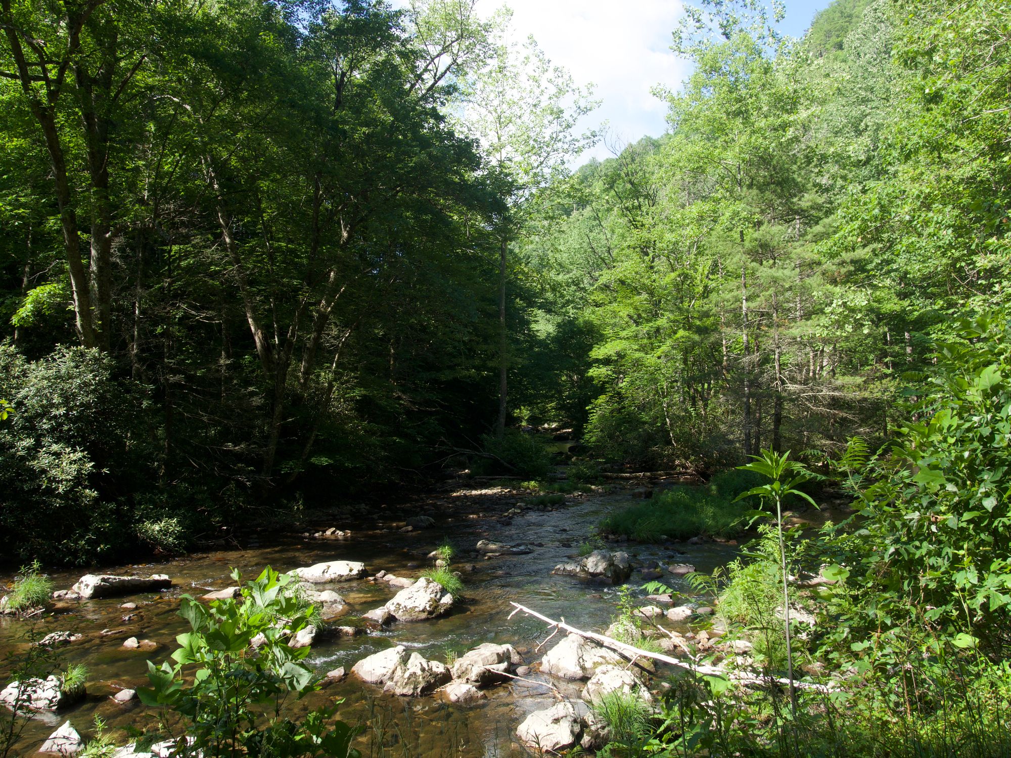 View of the creek with exposed rocks and lots of trees.