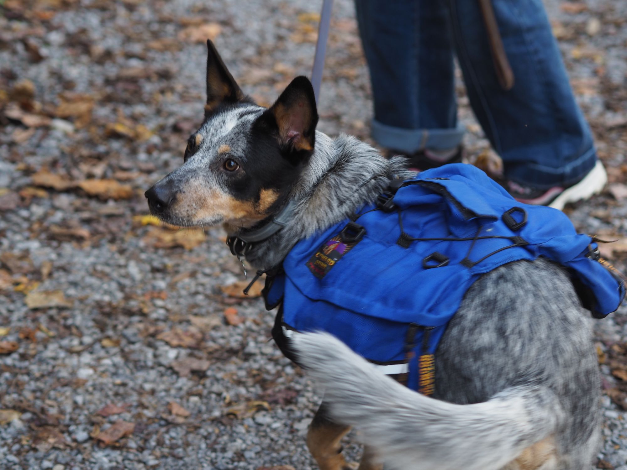 Weekend at Greenbrier Campground & Gatlinburg