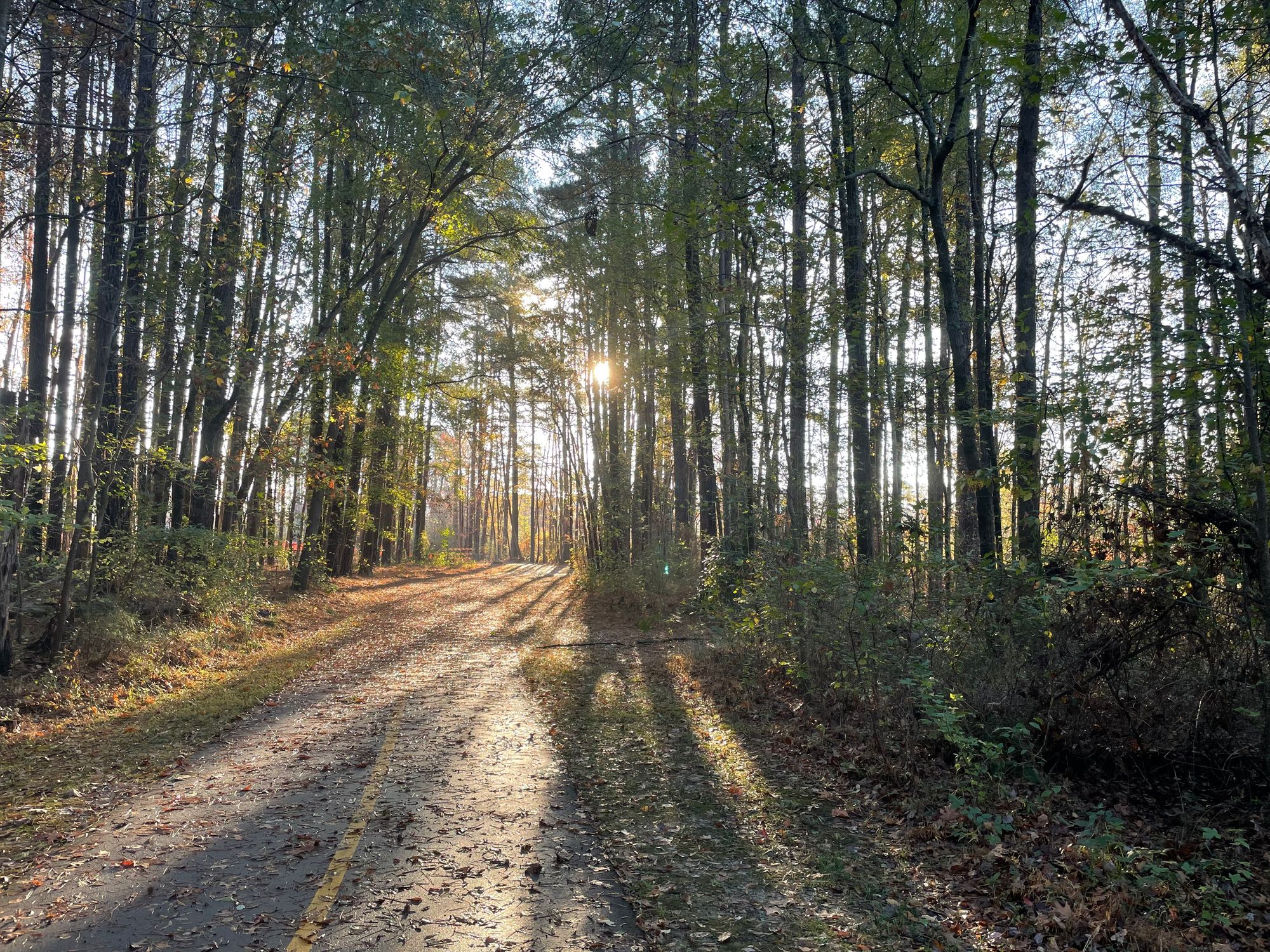 The early morning sun peeks through the forest. A paved bicycle path leads deeper into the forest, toward the sun.