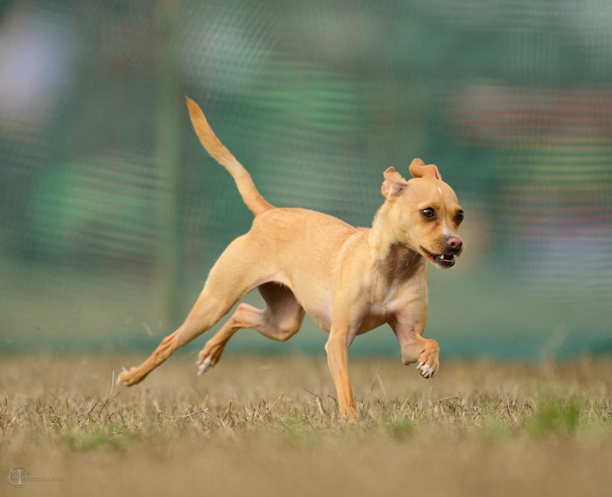 Tan chihuahua running from left to right.