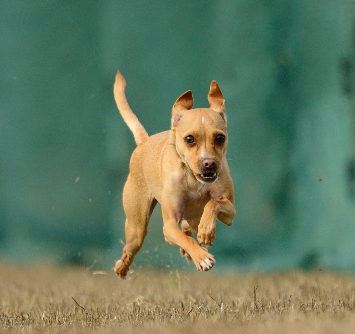 Tan chihuahua mid-run, all four feet off the ground.