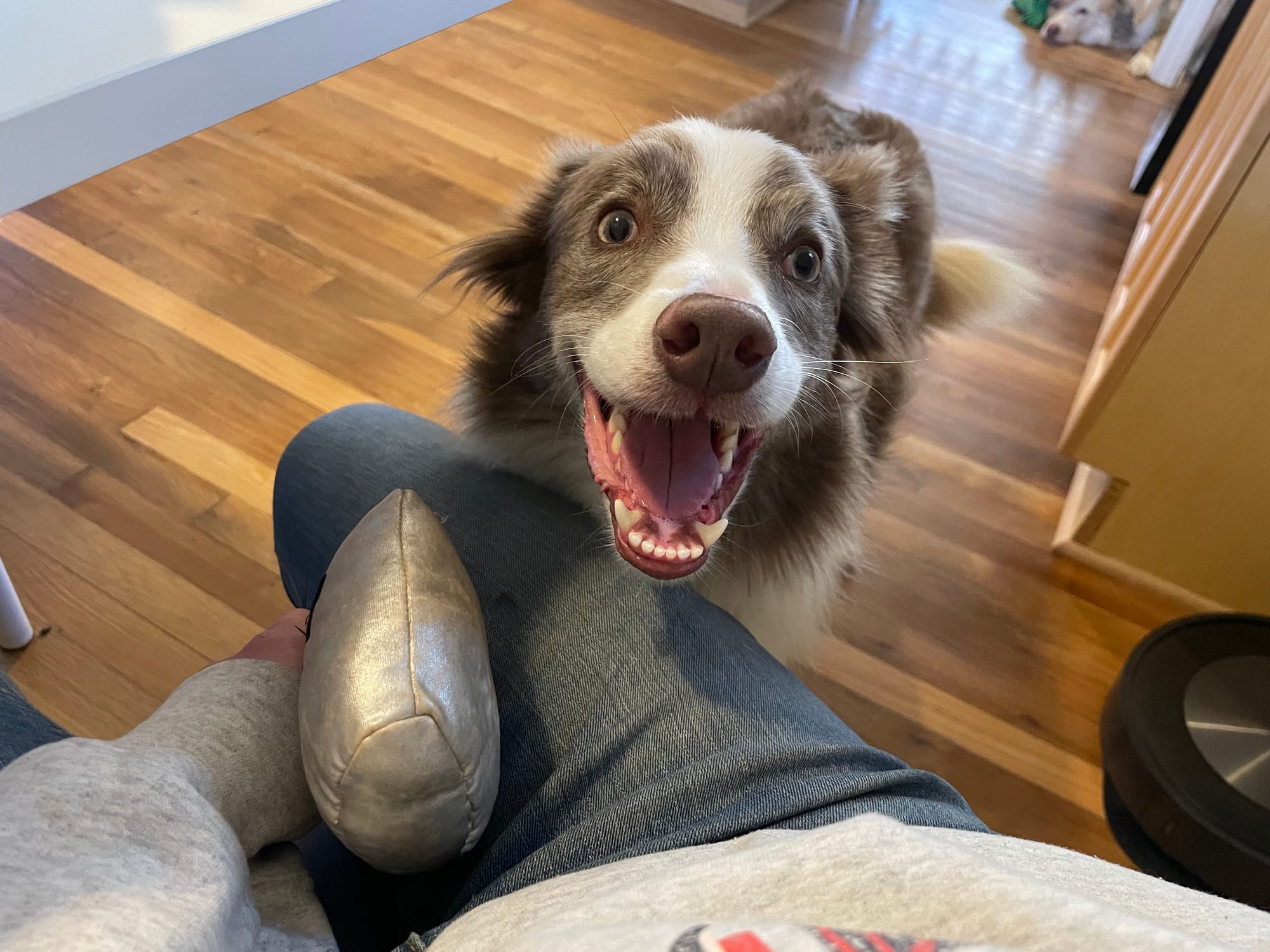 Brown and white border collie with a big smile looking at the camera.
