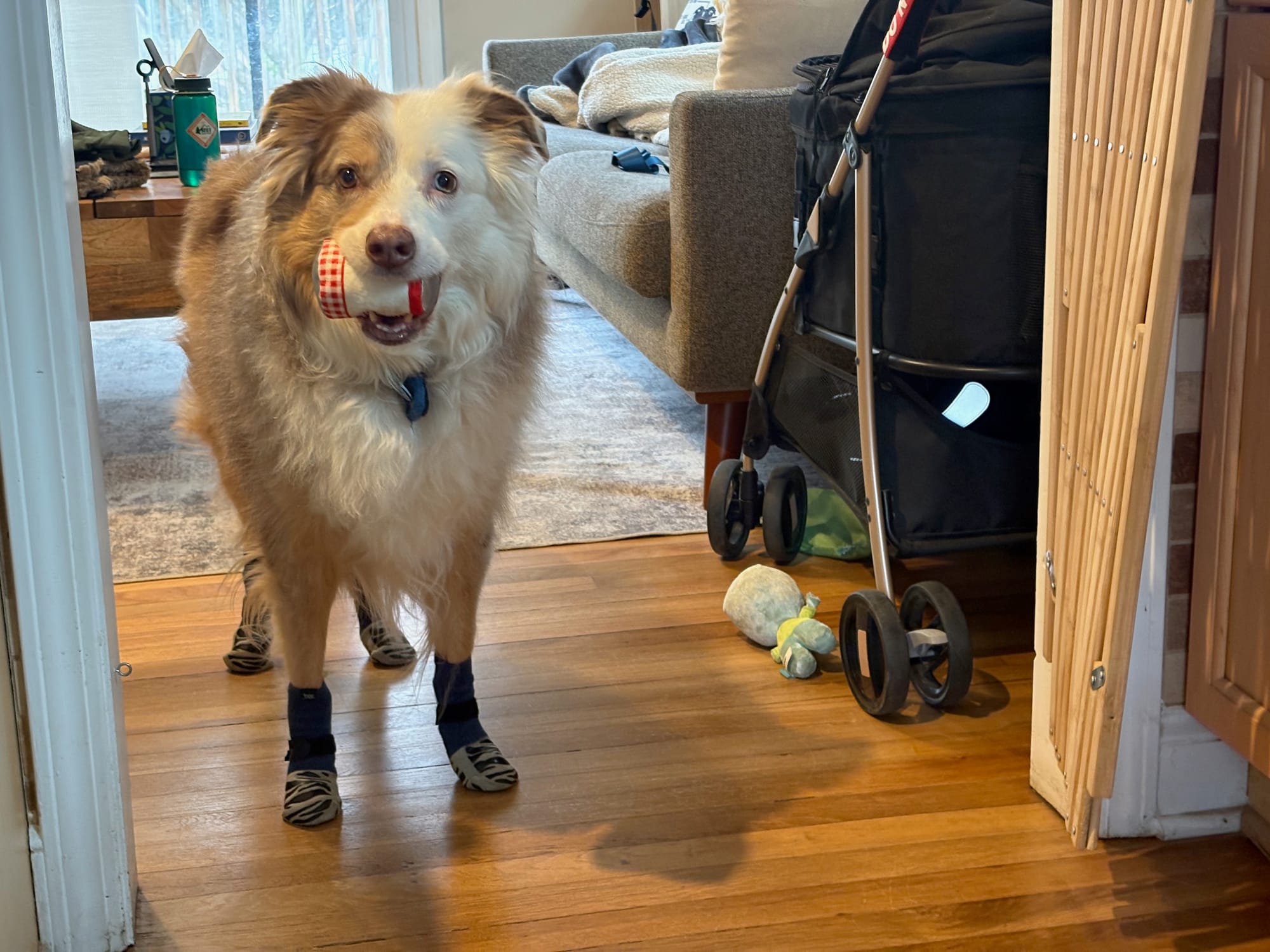 Loki wearing rubberized socks to help him on slippery floors.
