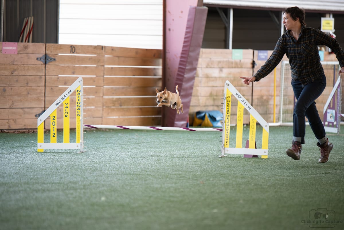 Dog sports recap, 2025