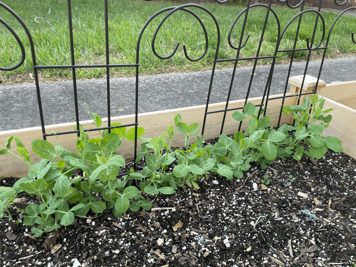 Pea plants climbing their way up a trellis.