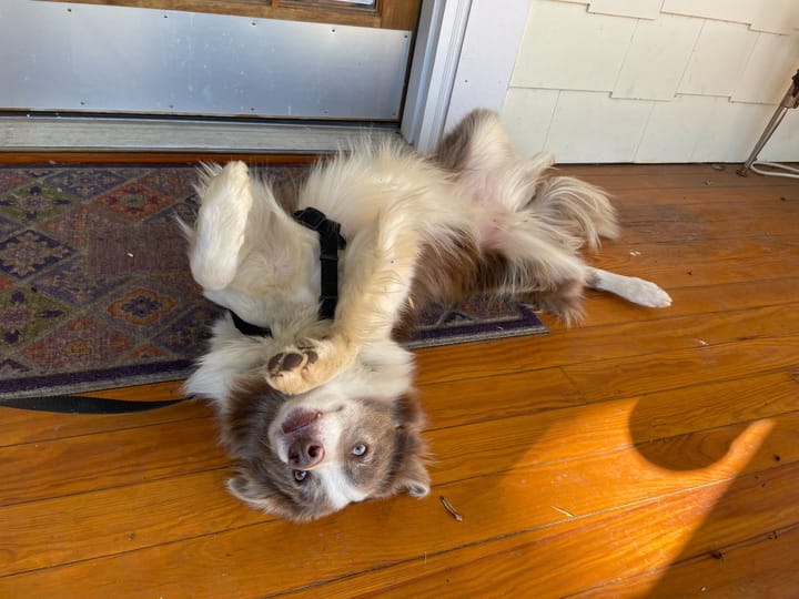 Brown and white border collie rolling over for belly rubs.